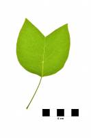 Tulipier de Virginie - feuille sur fond blanc (Liriodendron tulipifera) 